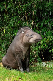 Brazilian tapir