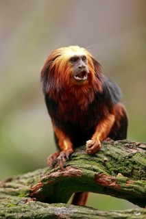 Golden-headed lion tamarin