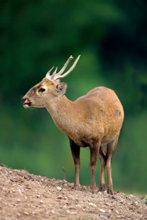 Eld's Deer