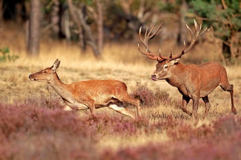 Red deer