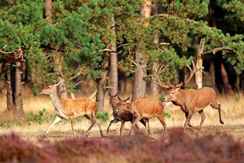Red deer