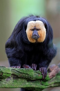 White-headed Saki
