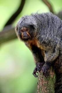 White-headed Saki