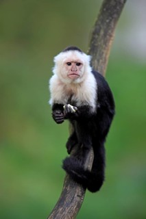 White-faced Capuchin