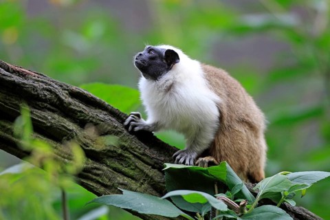 Pied tamarin