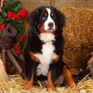 Bernese Mountain Dog