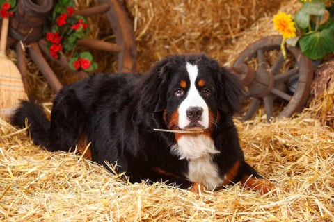 Bernese Mountain Dog