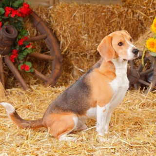 Beagle