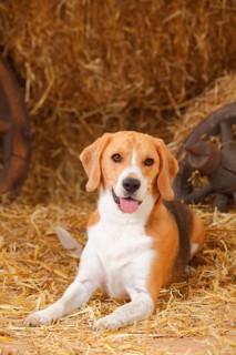 Beagle