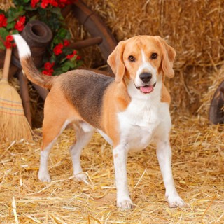 Beagle
