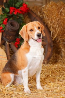 Beagle