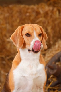 Beagle