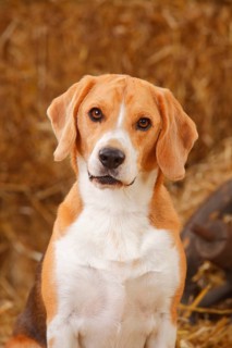 Beagle