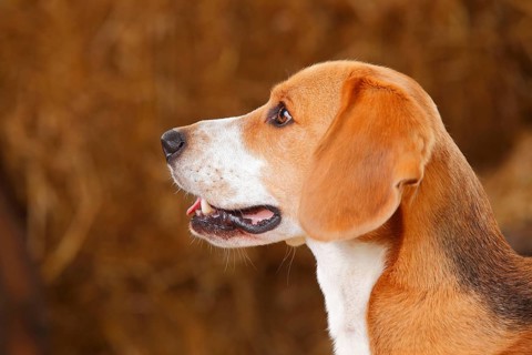Beagle