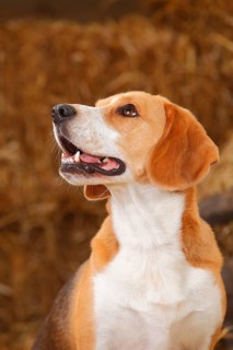 Beagle