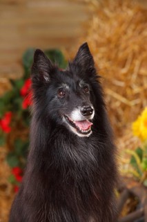 Groenendael