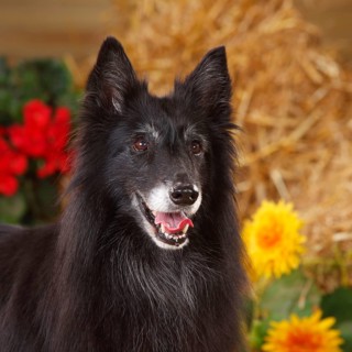 Groenendael