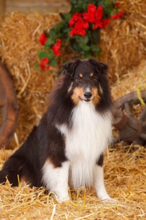 Sheltie