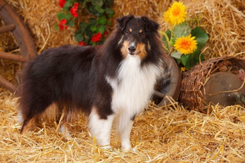 Sheltie