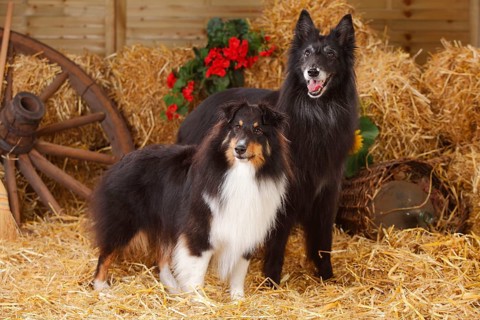 Sheltie