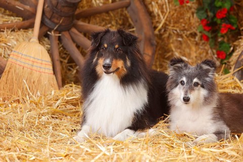 Shelties