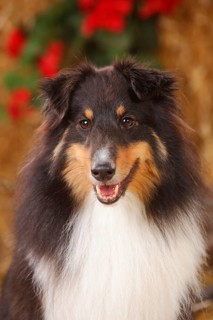 Sheltie