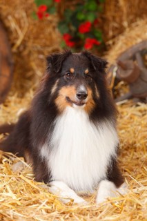 Sheltie