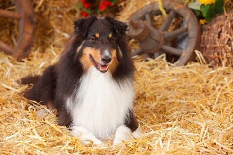 Sheltie