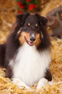 Sheltie