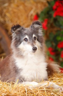 Sheltie