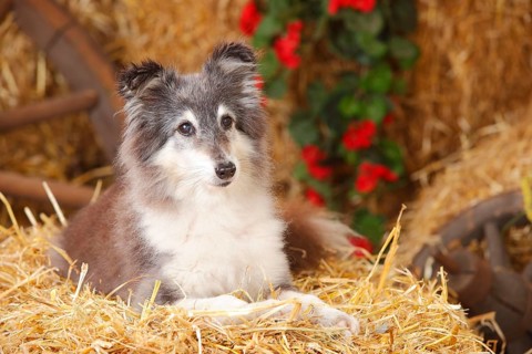 Sheltie
