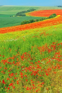 Field of red poppies