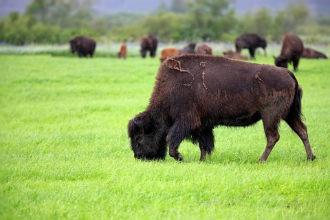 Wood Bison