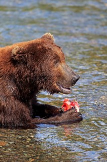 Grizzly Bear