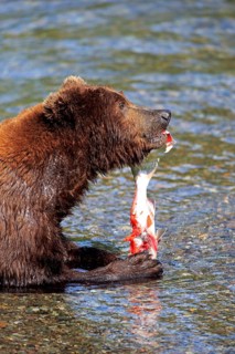 Grizzly Bear
