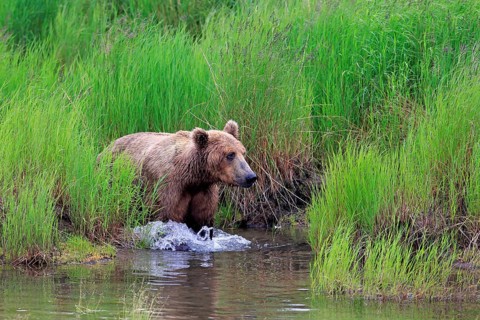 Grizzly Bear