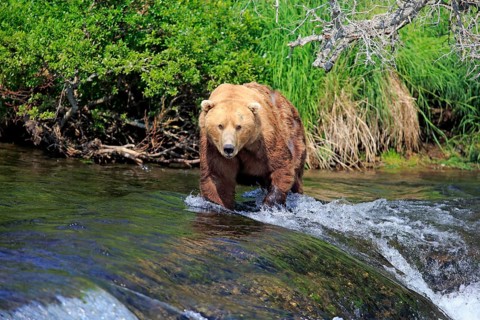 Grizzly Bear