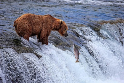 Grizzly Bear