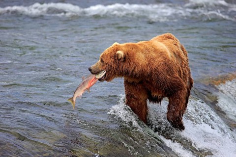 Grizzly Bear