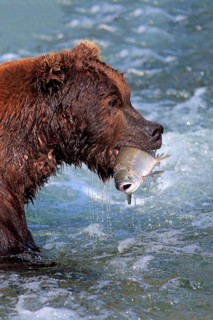 Grizzly Bear