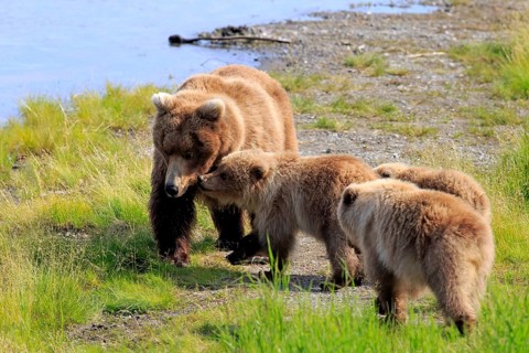 Grizzly Bear