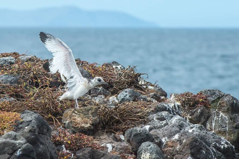 Swallow-tailed gull