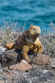 Galapagos land iguana