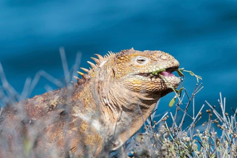 Galapagos land iguana