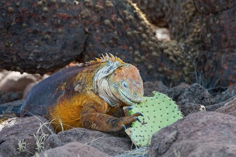 Galapagos land iguana