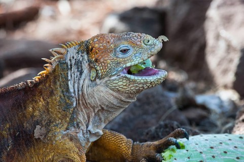 Galapagos land iguana