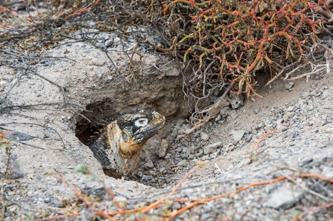 Galapagos land iguana