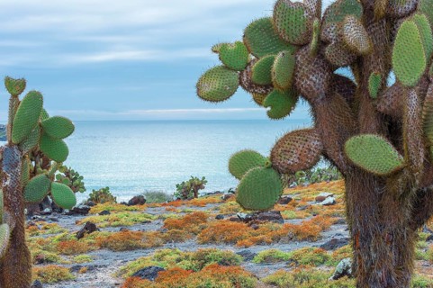 Giant prickly pear