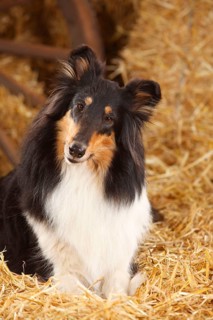 Scottish Sheepdog