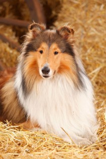 Scottish Sheepdog